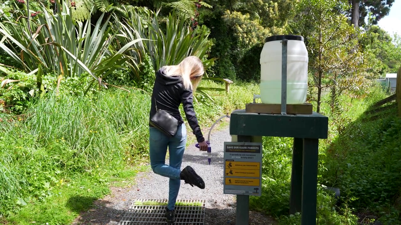 Mulher desinfeta sapatos de caminhada em uma estação de biossegurança antes de entrar em floresta protegida da Nova Zelândia, tomada estática.