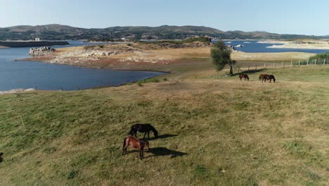 Pferd-In-Der-Natur,-Luftaufnahme