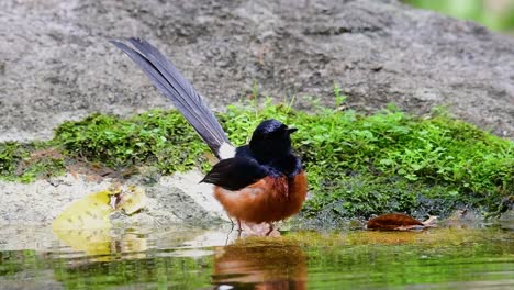 White-rumped-Shama-Baden-Im-Wald-An-Einem-Heißen-Tag,-Copsychus-Malabaricus,-In-Zeitlupe