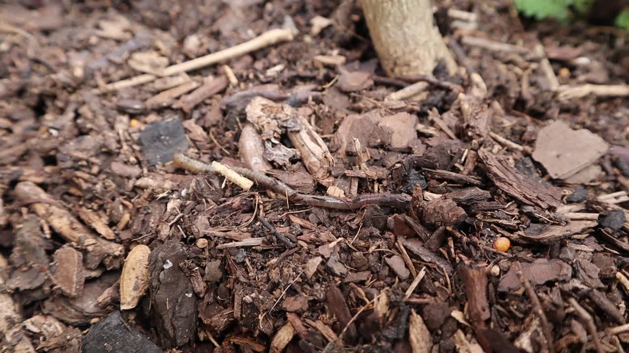 A garden earthworm burrowing in compost