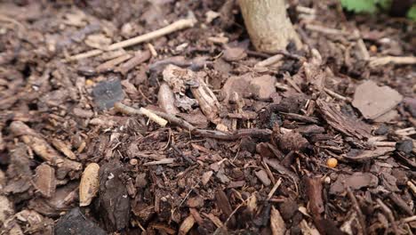 a garden earthworm burrowing in compost