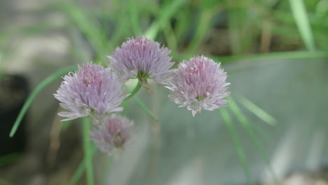 close up of garlic chives flowers