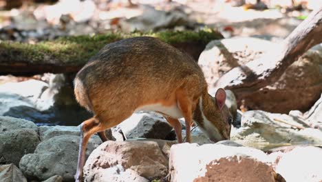 Lesser-Mouse-deer,-Tragulus-kanchil