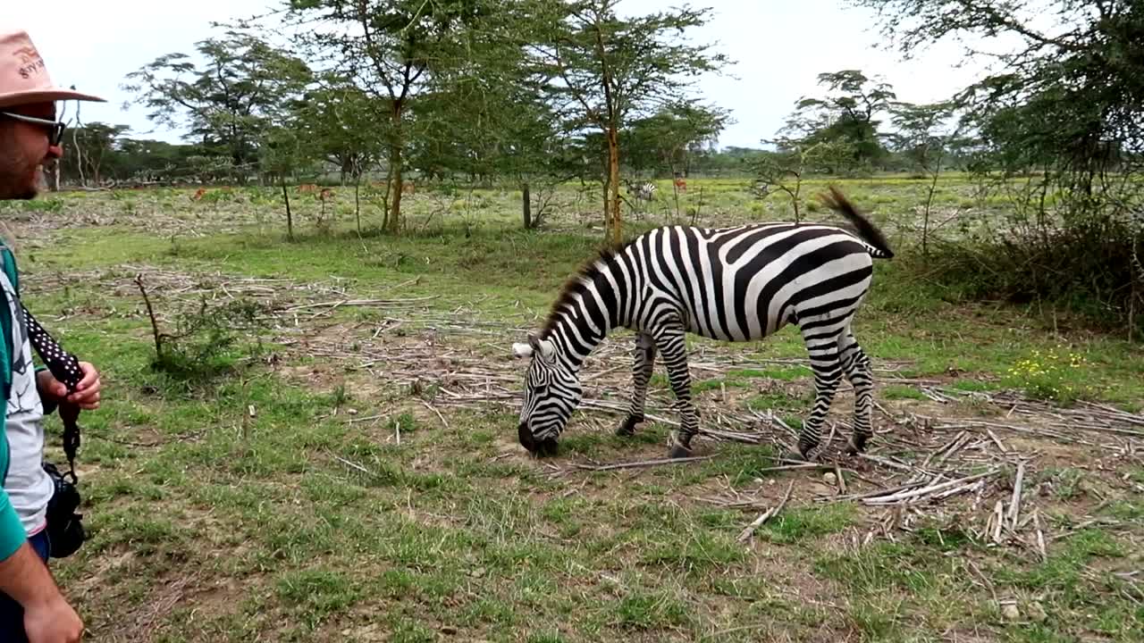 En mand smiler, mens han ser en zebra græsse og febrilsk piske med halen i Kenya