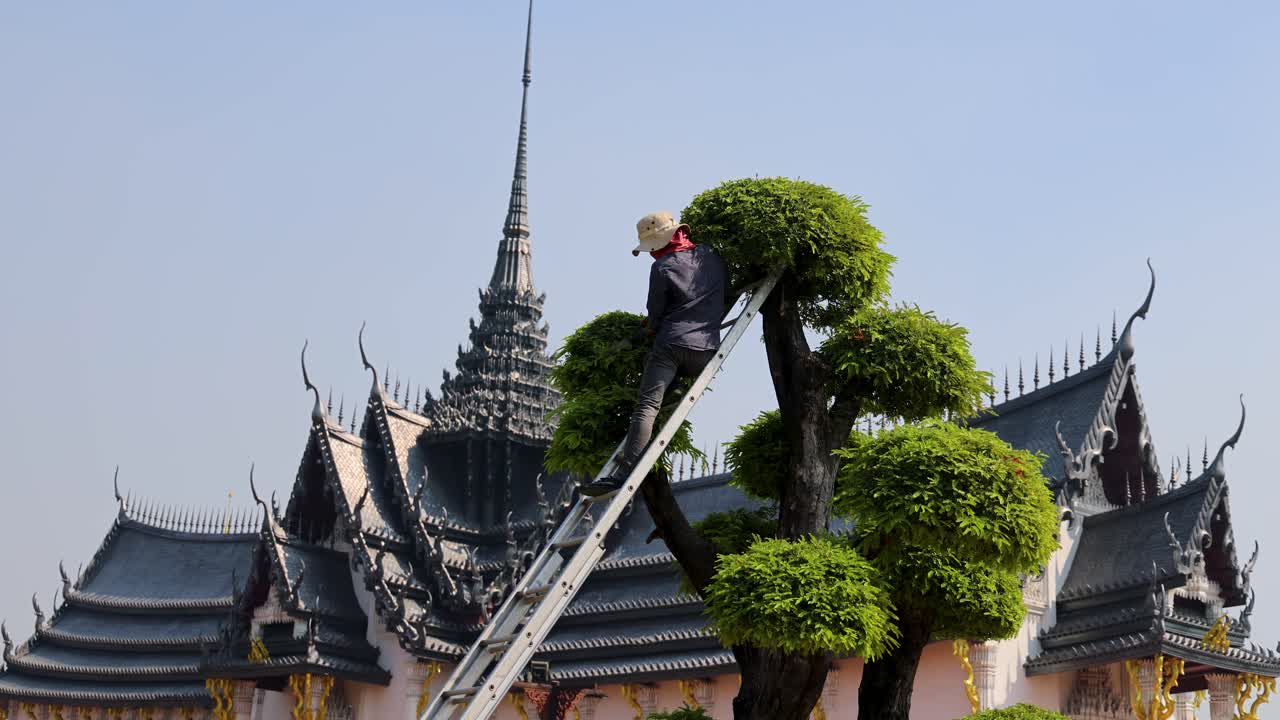 장식 된 사원 근처 에 있는 나무 들 을 신중 히 형성 하는 사람
