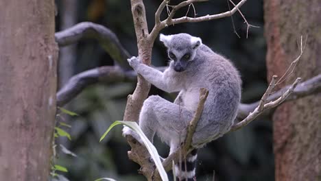 a ring tail lemur rests on a tree branch then climbs down, fixed shot