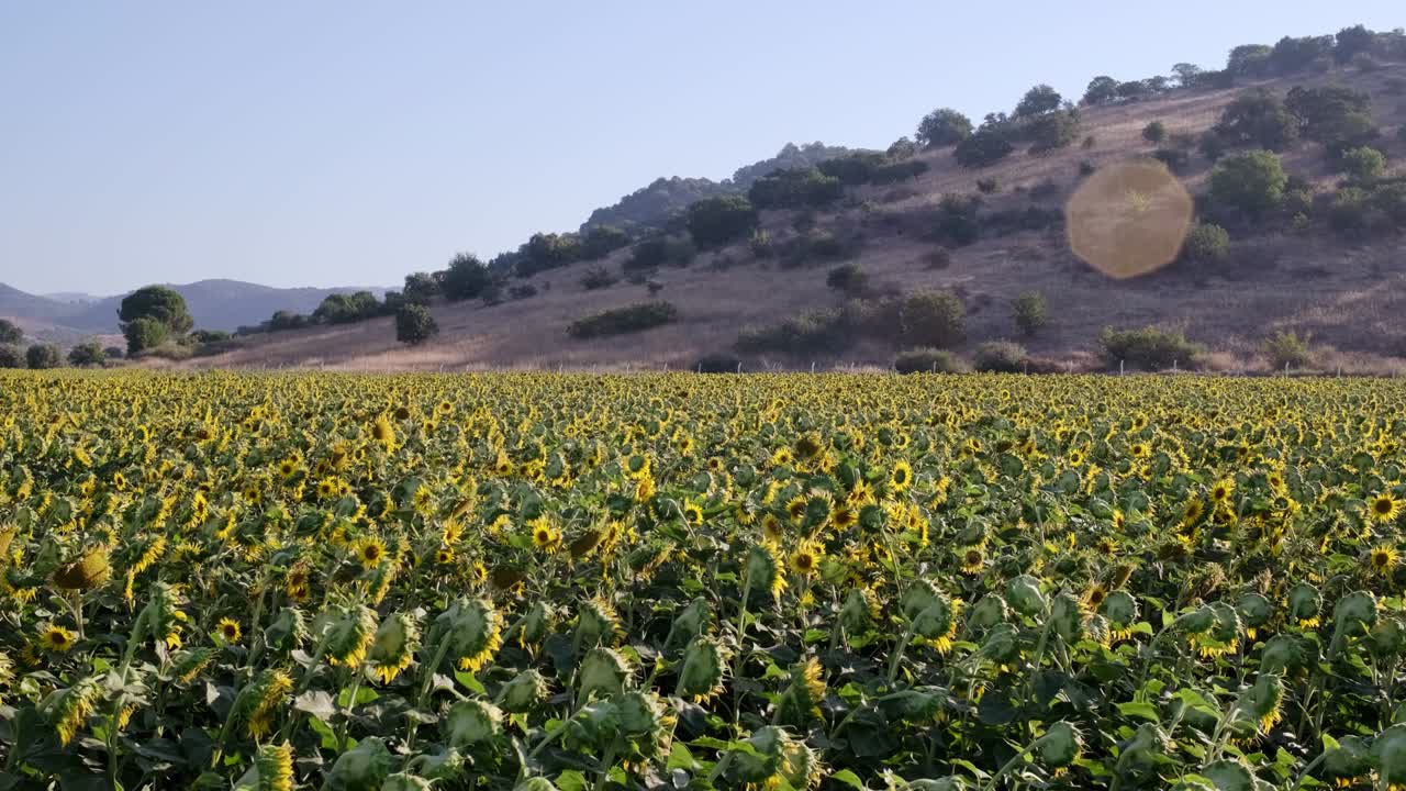 imágenes constantes de un paisaje de una granja de girasoles.