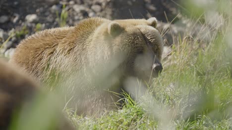 gran oso pardo se sentó en la hierba, gira la cabeza y olfatea el aire