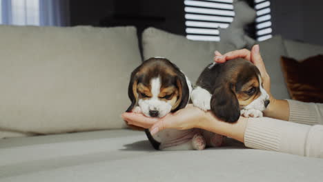 female hands hold a cute beagle puppy, from behind on the sofa his puppy brothers are playing