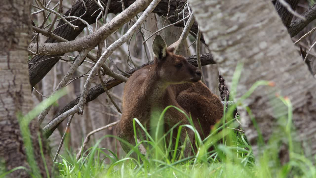 canguro gris occidental arañando y alerta, pose muscular