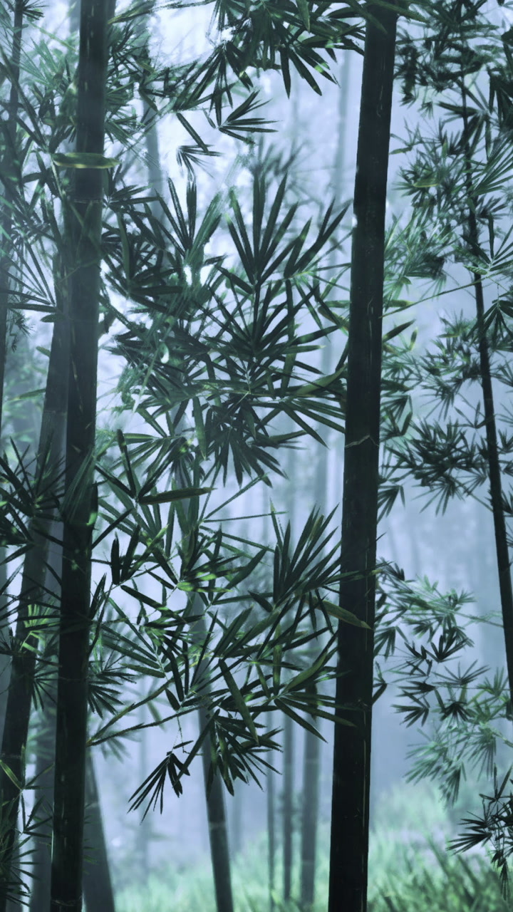 Lush green bamboo forest in misty tranquility at dawns first light