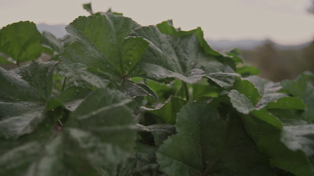 imágenes de cerca de hojas de plantas bajas con una montaña en el fondo