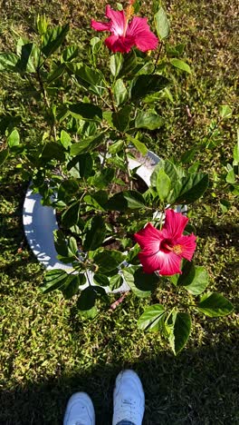 red hibiscus plant in a white pot, with shoes