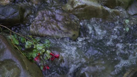 flow of the river close up shot