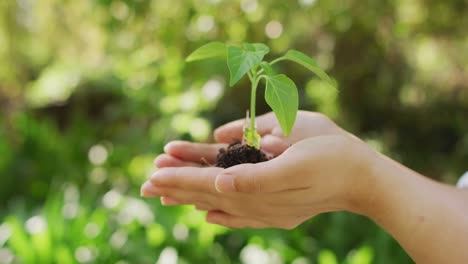 mujer asiática sosteniendo una planta en el jardín en un día soleado