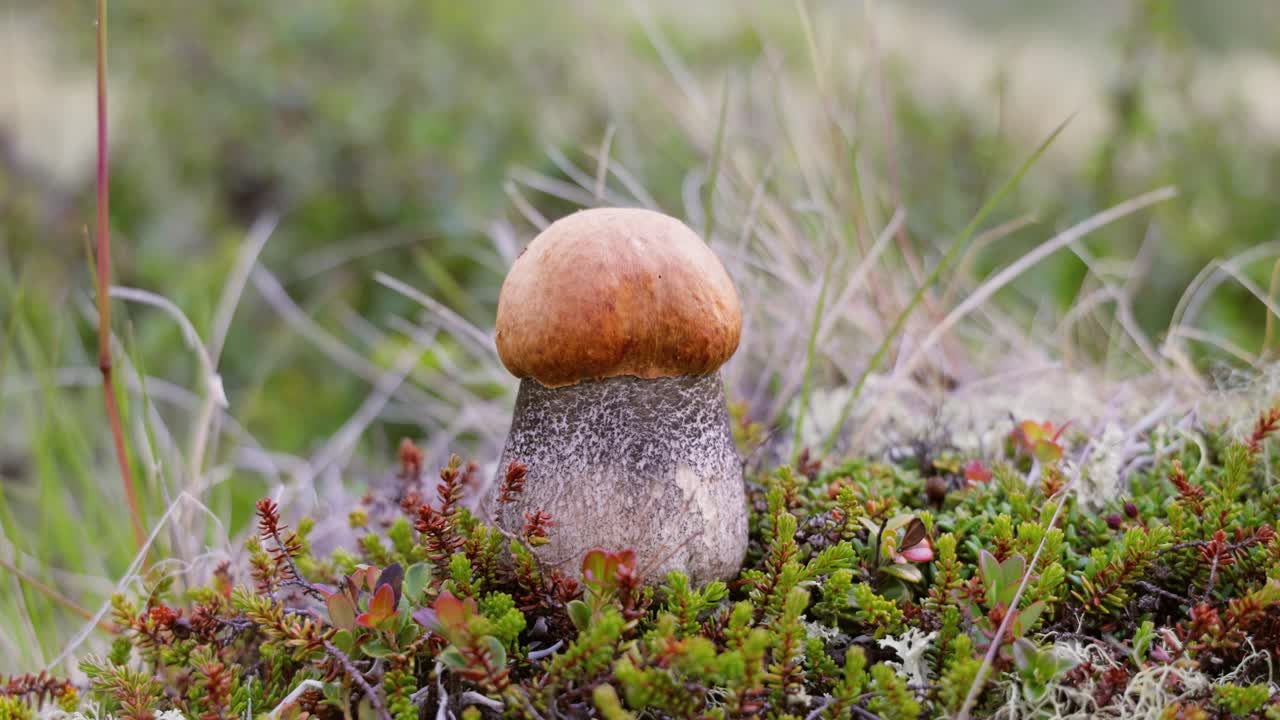 hermoso hongo boletus edulis en el musgo de la tundra ártica. hongo blanco en la hermosa naturaleza paisaje natural de noruega. temporada de hongos.