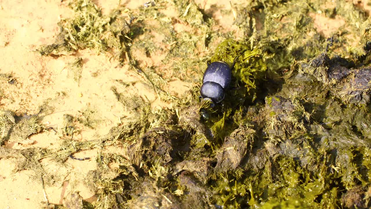 Dung beetle gathering dung to make a dung ball
