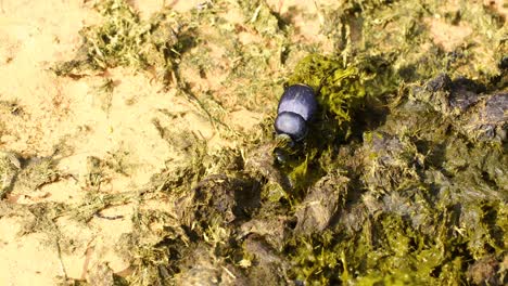 dung beetle gathering dung to make a dung ball