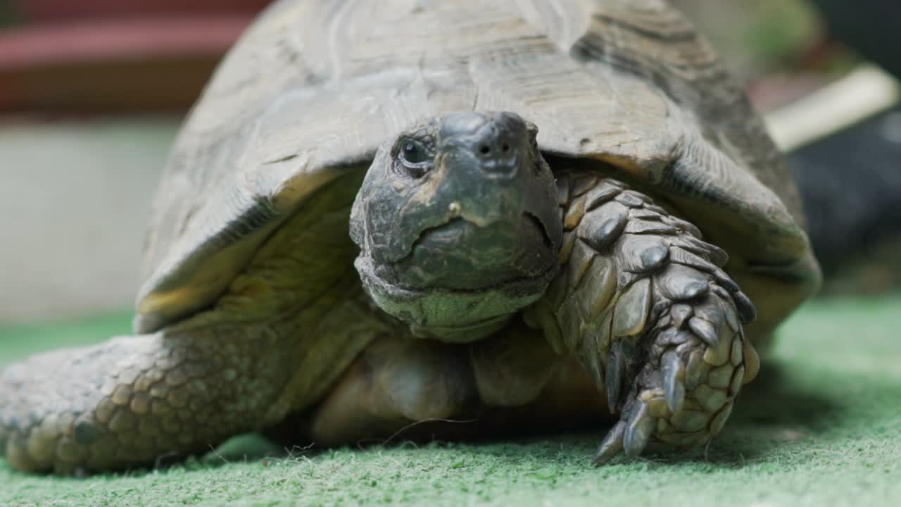 Close up slow motion footage of land turtle tortoise 120fps