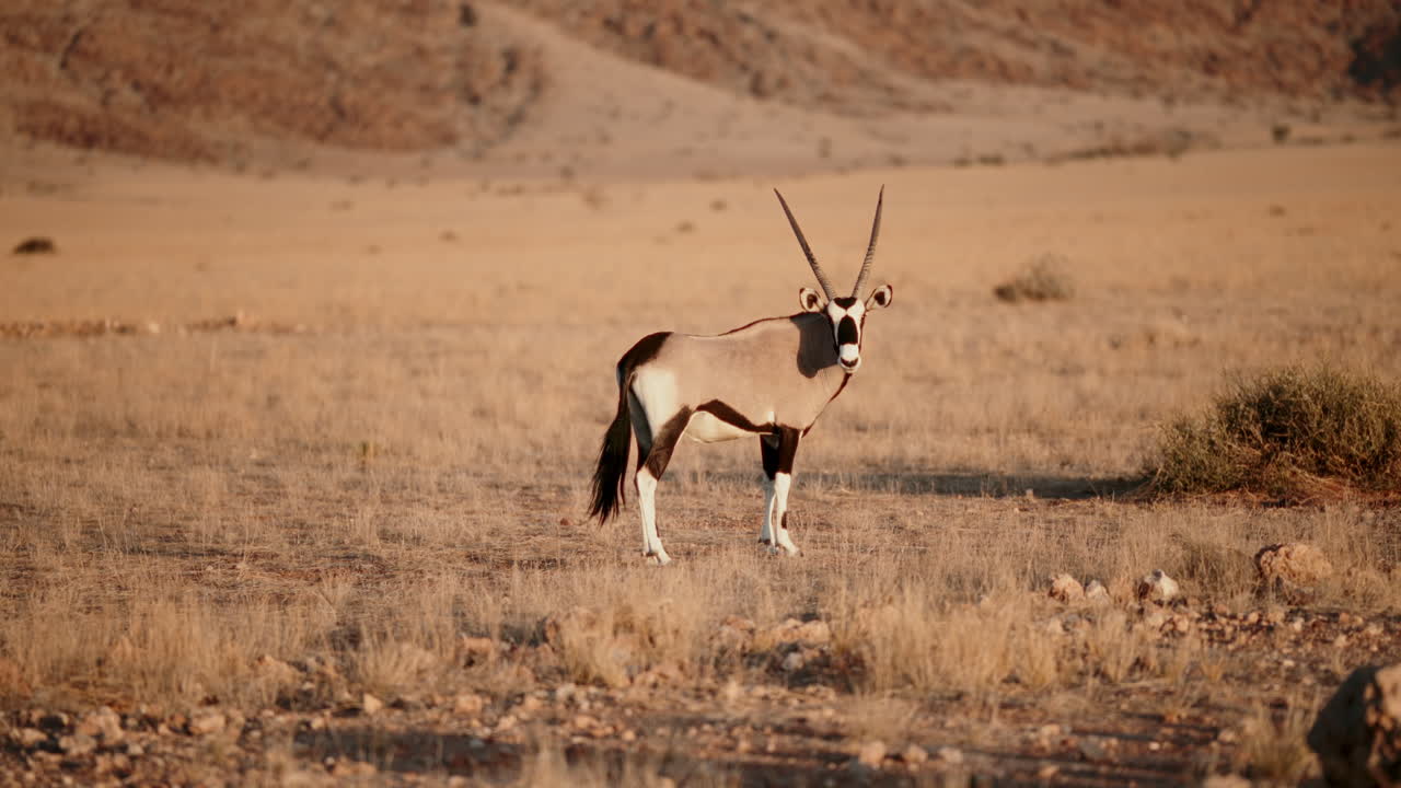 Oryx in the African Savanna