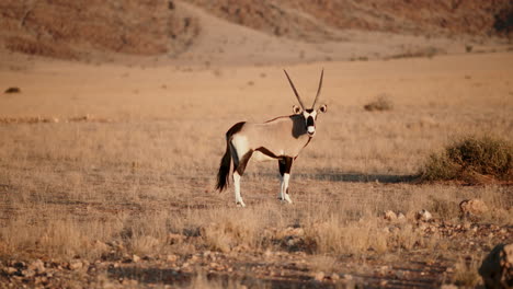 oryx in the african savanna