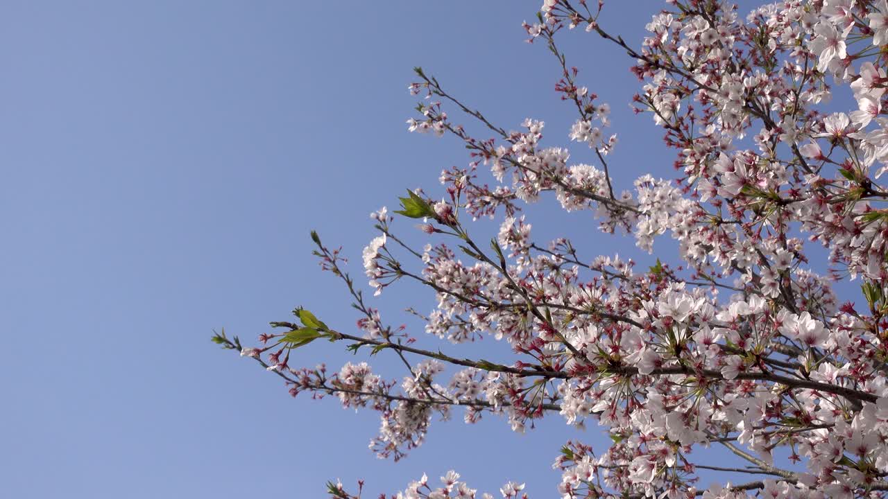 Primo piano di bellissimi ramoscelli in fiore con petali di Sakura contro un cielo blu.