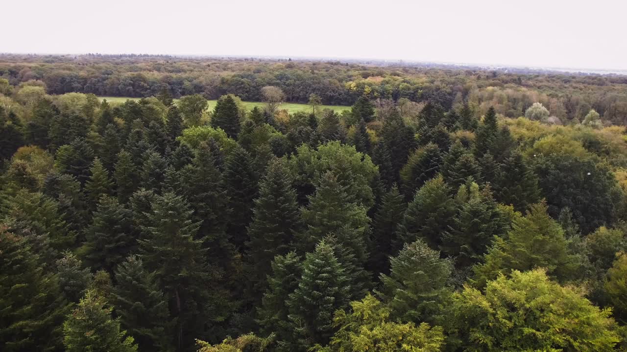Ampio filmato aereo con drone di una grande e bellissima foresta verde con uccelli che volano fuori dagli alberi.