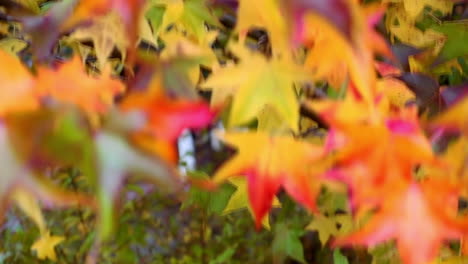 colourful autumn leaves in a garden