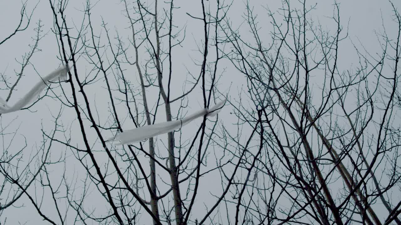 아메리카의 겨울에 나무에 붙여진 플라스틱 봉투를 바람에 흔들고