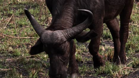 male african buffalo grazing and walking, close up