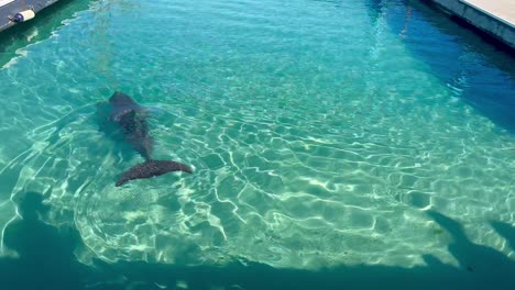 Dolphin-swimming-in-pool-at-marine-park