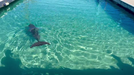 dolphin swimming in pool at marine park