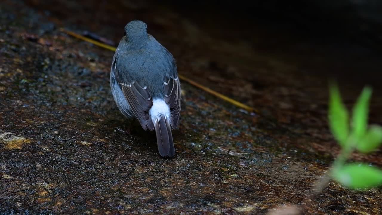 이 암컷 plumbeous redstart는 수컷만큼 화려하지는 않지만 확실히 귀여운 새의 공처럼 푹신합니다.