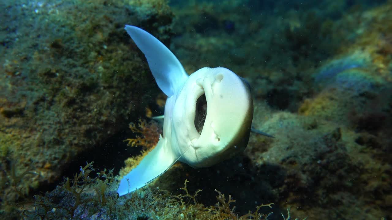 Visible nylon's with a hook stuck in the throat of a dead Mustelus mustelus
