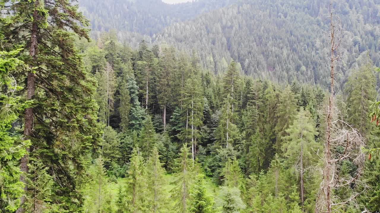 Foresta incontaminata di pini di montagna nelle Alpi svizzere, pedestal aereo