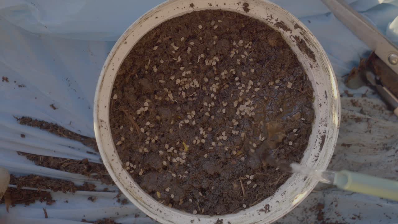 비에 뿌린 토양에 씨을 뿌리는 것