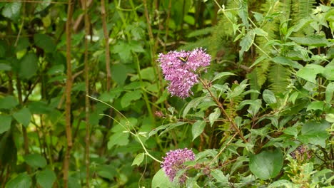 Schöner-Orangefarbener-Und-Schwarzer-Schmetterling-Auf-Einer-Wunderschönen-Rosa-Blume-In-Costa-Rica,-Mittelamerika