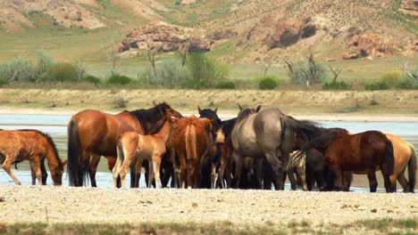 the enchanting world of free-range horses and playful baby foals as they converge by the fast-flowing river, having a refreshing drink in summer overcast weather. majestic mountains as backdrop