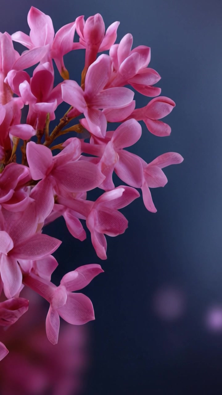 Bunga Pink Halus dengan Latar Belakang Buram yang Lembut, Menampilkan Keindahan Alam dalam Warna Cerah dan Pencahayaan Halus untuk Pengalaman Visual Floral yang Tenang