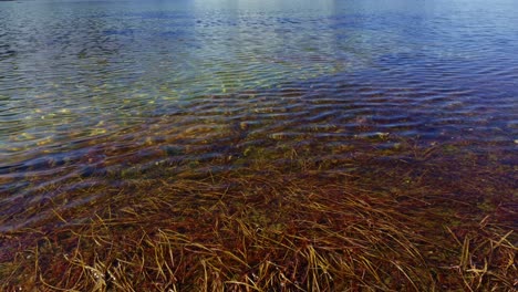 lake with clear fresh water with vegetations and weeds visible on its floor