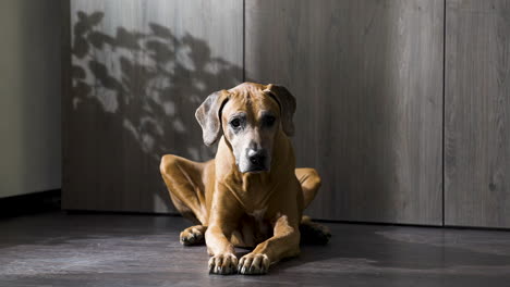 rhodesian ridgeback dog lying on floor by wardrobe in modern apartment