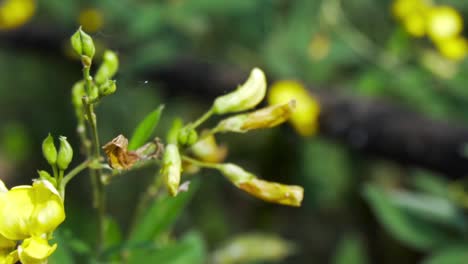 flowers in farms of zarwani, dhirkhadi, gujarat