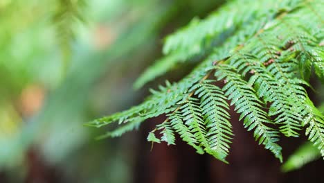 close-up of fern leaves in a rainforest