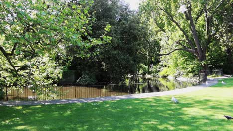 Seagulls-flying-over-a-pond-in-a-lush-green-area-at-Saint-Stephen's-Green-Park,-Dublin