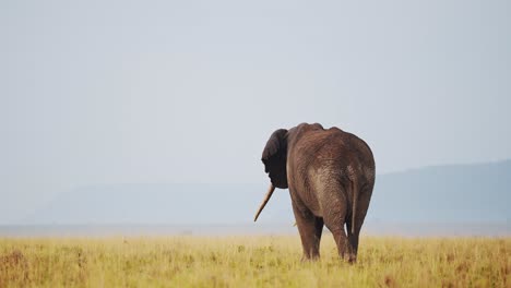 Toma-En-Cámara-Lenta-De-Elefante-Alejándose-Con-La-Trompa-En-El-Aire-Hacia-Las-Montañas-En-El-Fondo,-Paisaje-De-Llanuras-De-Pastizales-Secos,-Vida-Silvestre-Africana-En-Maasai-Mara,-Kenia,-Animales-De-Safari-En-áfrica