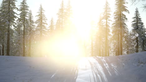 flight above winter forest