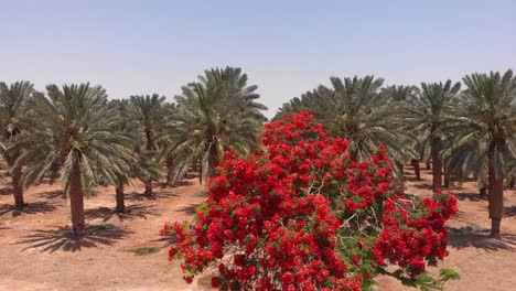 date palm plantation with red flowering tree