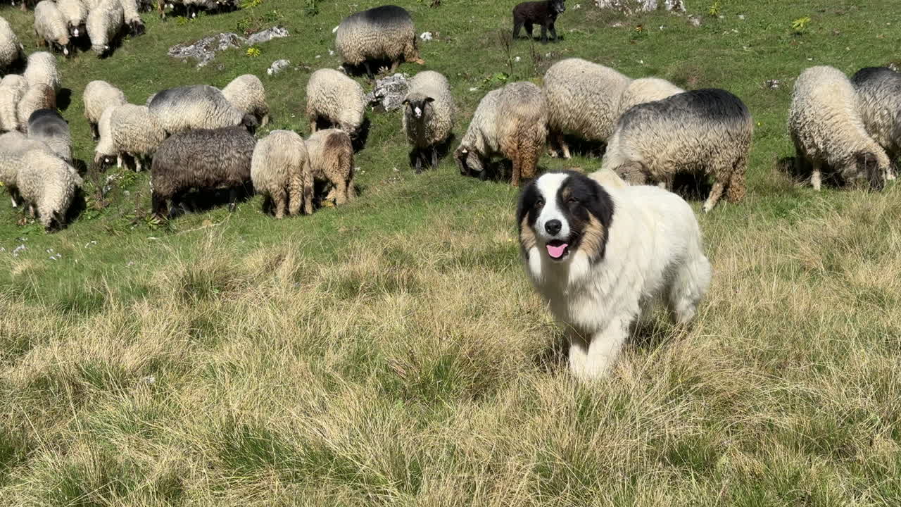 Smiling herding dog walks in front of grazing flock of sheep on sunny rural pasture land