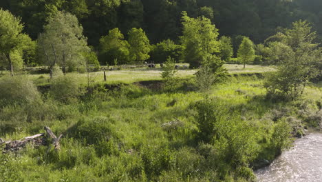 gujaretistskali river with cows grazing in the field with green grass in daba, georgia