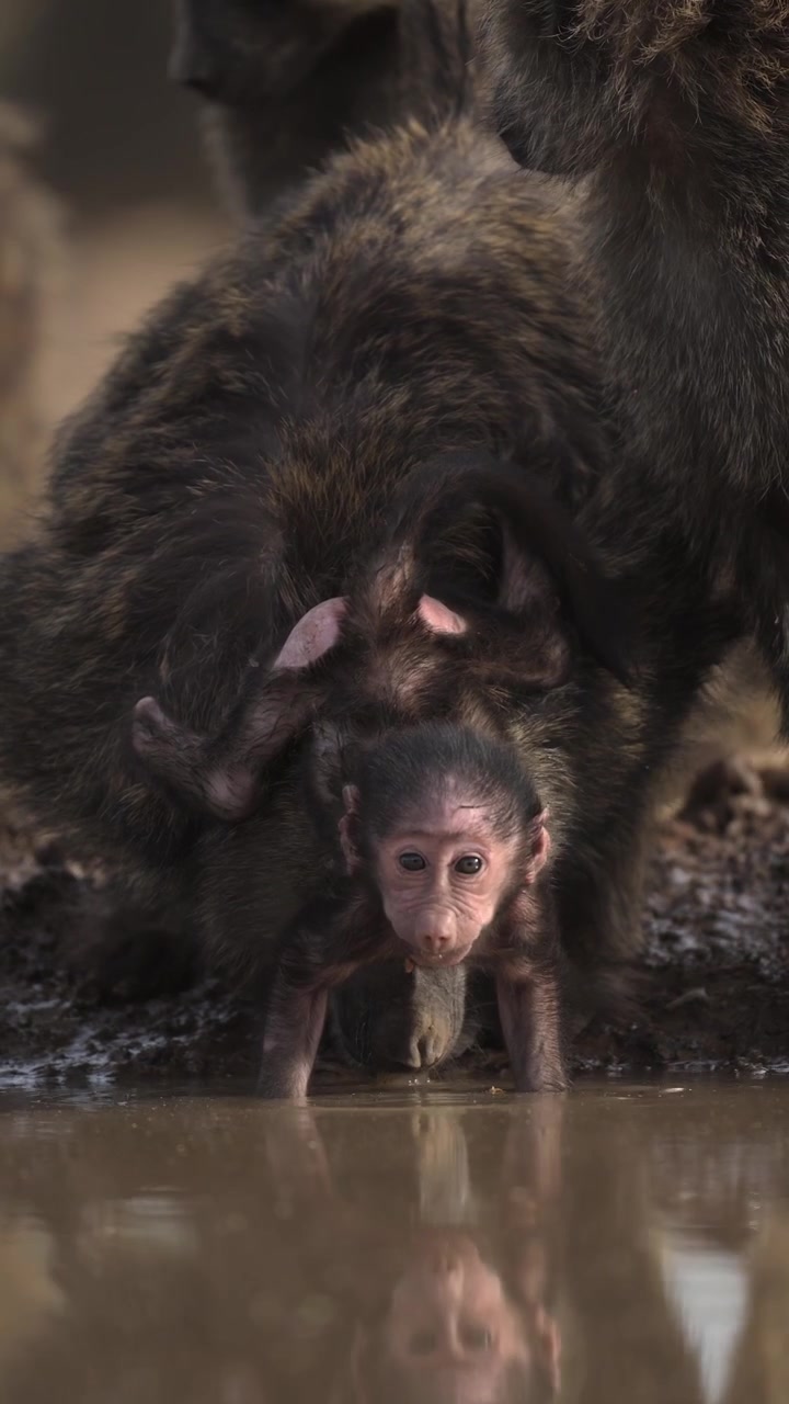 Crías de babuino y su madre bebiendo en un abrevadero. Lindos bebés de animales de safari en Kenia, África, tomando agua. Vida silvestre y naturaleza africana. Video vertical para redes sociales.